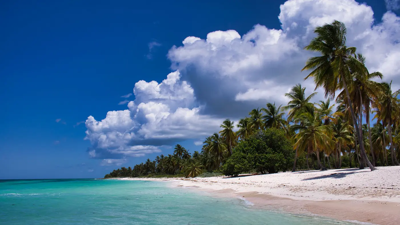 Serene tropical beach scene with palm trees, clear ocean, and vibrant blue sky.